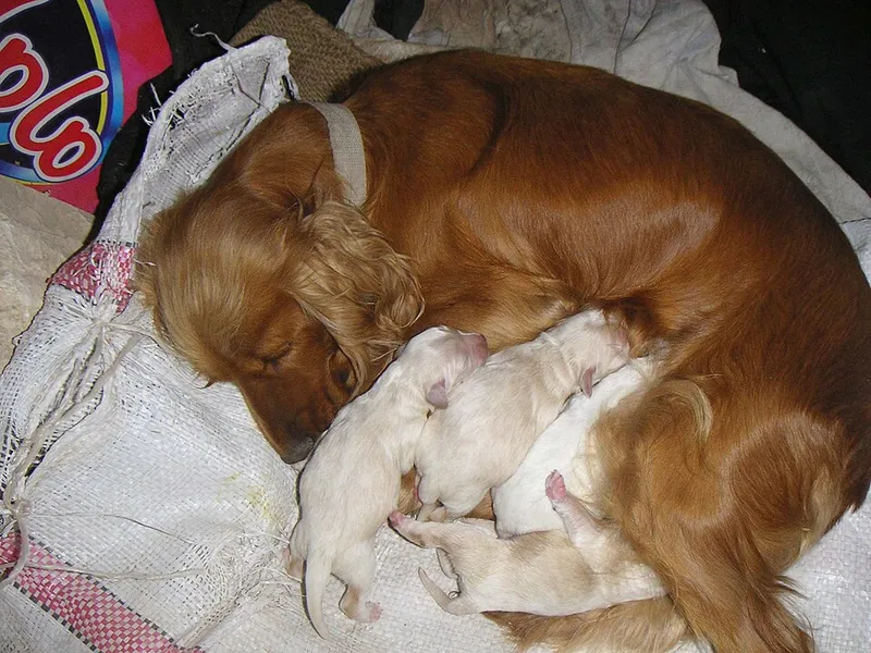 İngiliz Cocker Spaniel fotoğraf 12