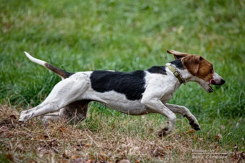 İngiliz Foxhound fotoğraf 1