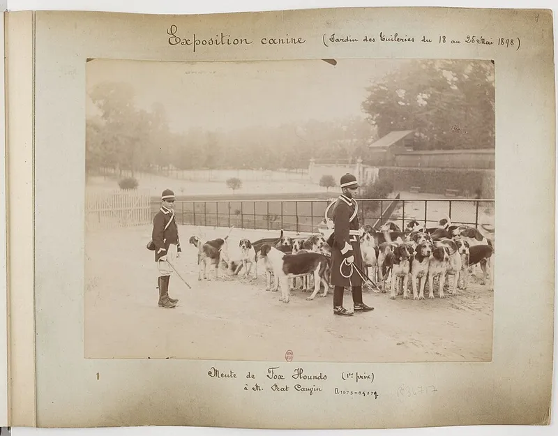 İngiliz Foxhound fotoğraf 2