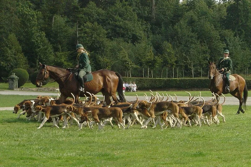 İngiliz Foxhound fotoğraf 3