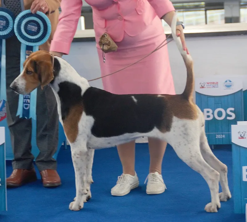 İngiliz Foxhound fotoğraf 5