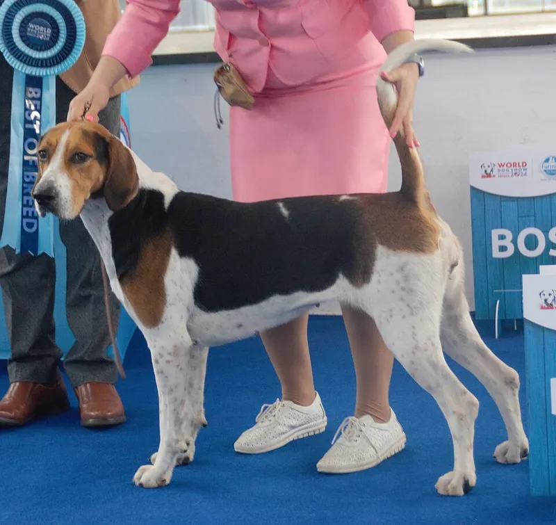 İngiliz Foxhound fotoğraf 6