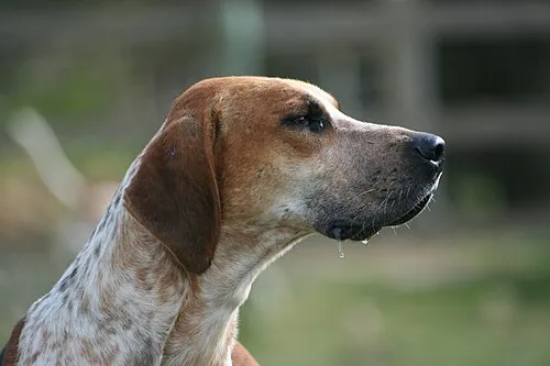 İngiliz Foxhound fotoğraf 7