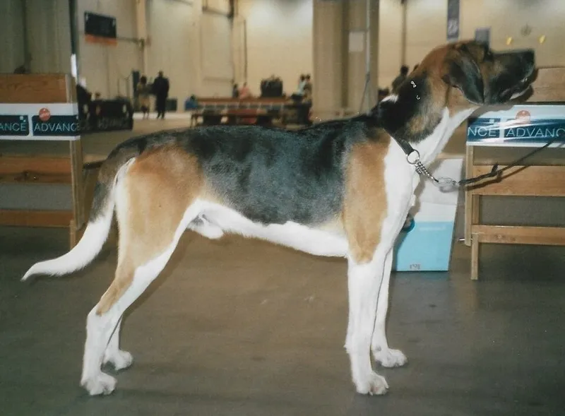 İngiliz Foxhound fotoğraf 8