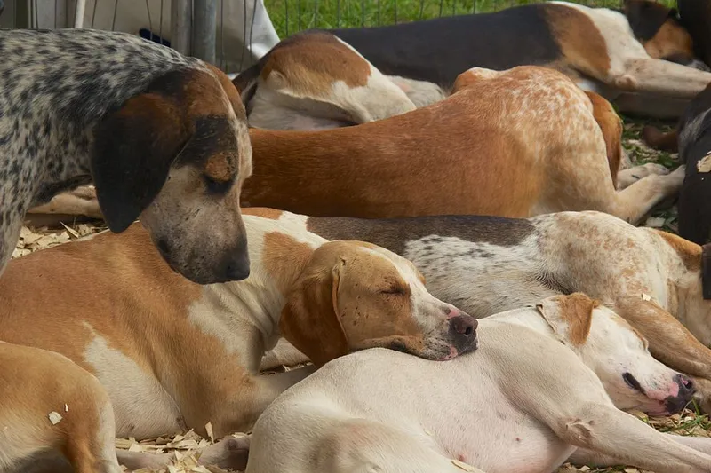 İngiliz Foxhound fotoğraf 9