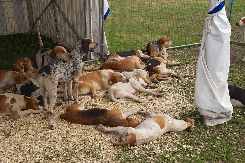 İngiliz Foxhound fotoğraf 10