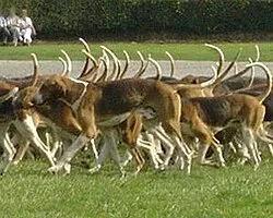 İngiliz Foxhound fotoğraf 11