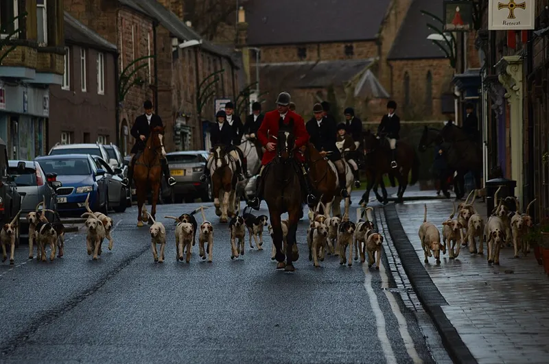 İngiliz Foxhound fotoğraf 12
