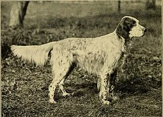 İngiliz Setter fotoğraf 2