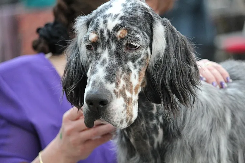 İngiliz Setter fotoğraf 3