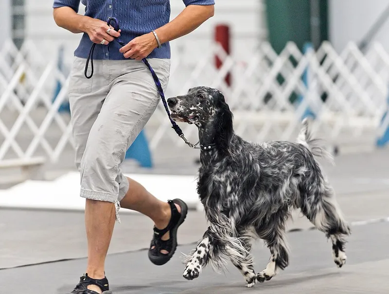 İngiliz Setter fotoğraf 4