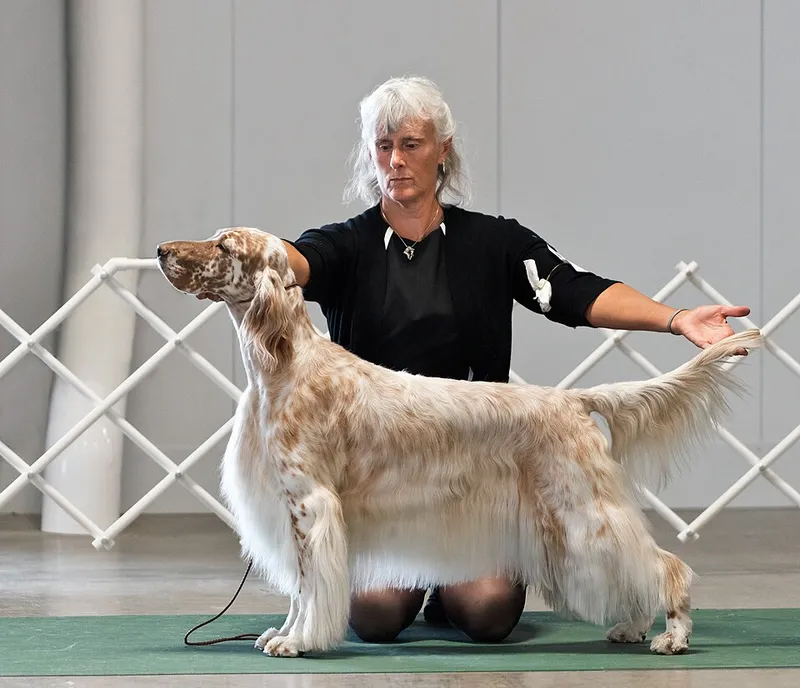 İngiliz Setter fotoğraf 5
