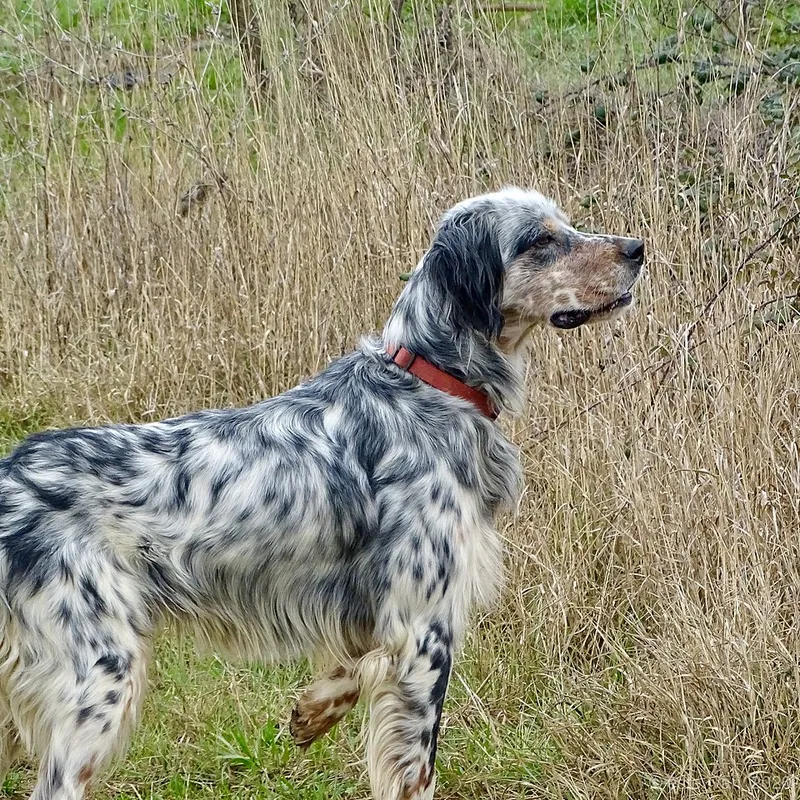 İngiliz Setter fotoğraf 8