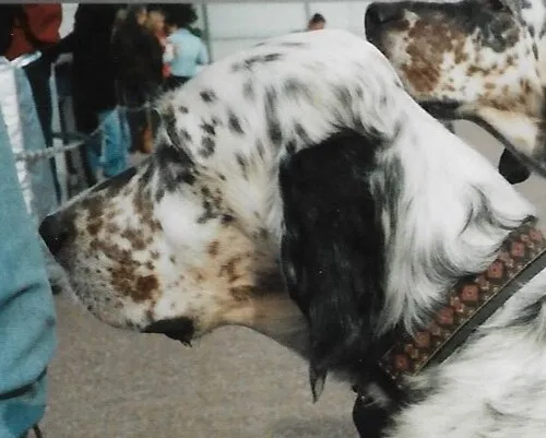İngiliz Setter fotoğraf 11