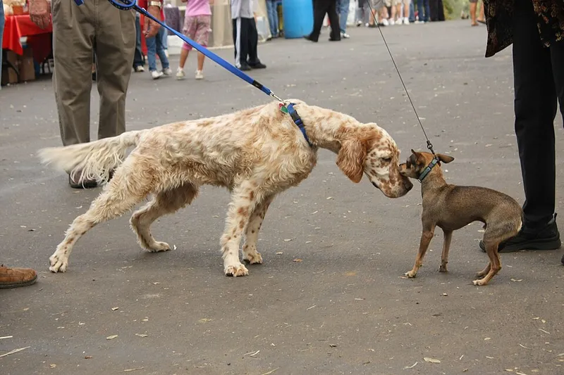 İngiliz Setter fotoğraf 12