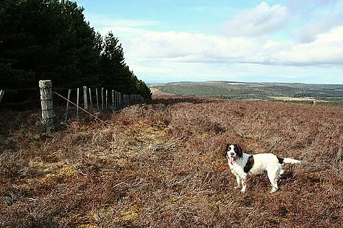 İngiliz Springer Spaniel fotoğraf 1