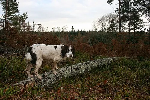 İngiliz Springer Spaniel fotoğraf 2