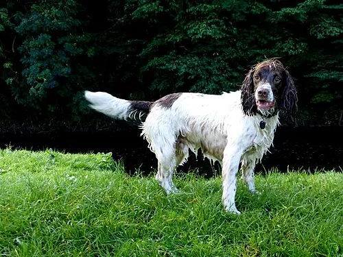 İngiliz Springer Spaniel fotoğraf 3