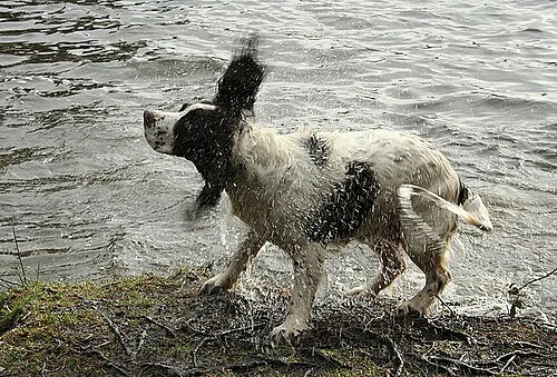 İngiliz Springer Spaniel fotoğraf 4