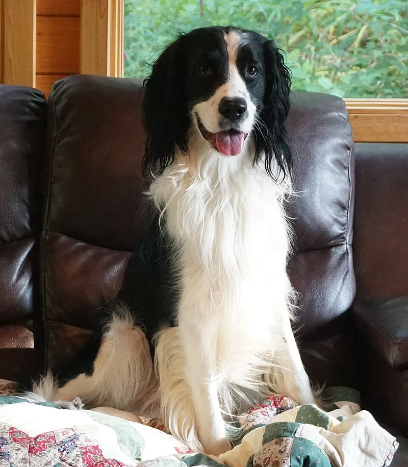 İngiliz Springer Spaniel fotoğraf 5