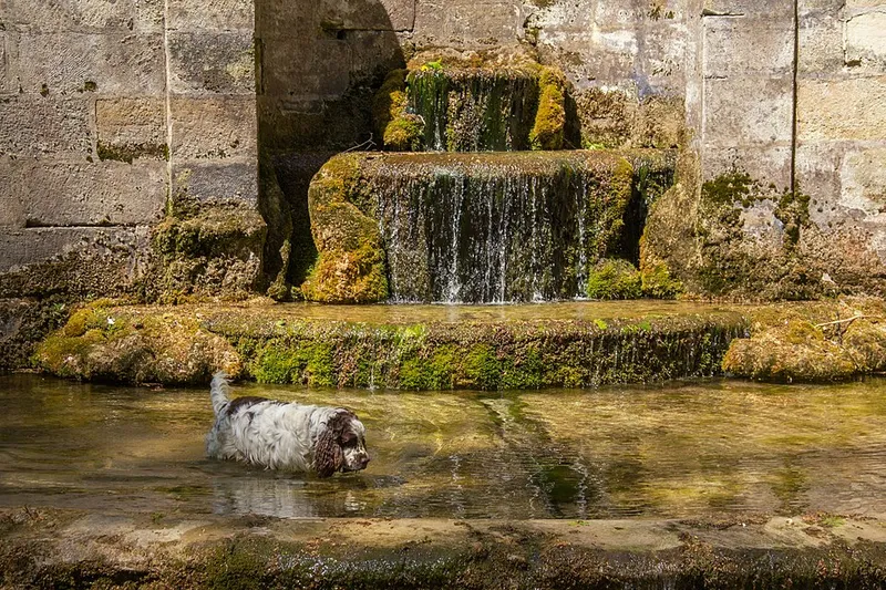 İngiliz Springer Spaniel fotoğraf 6