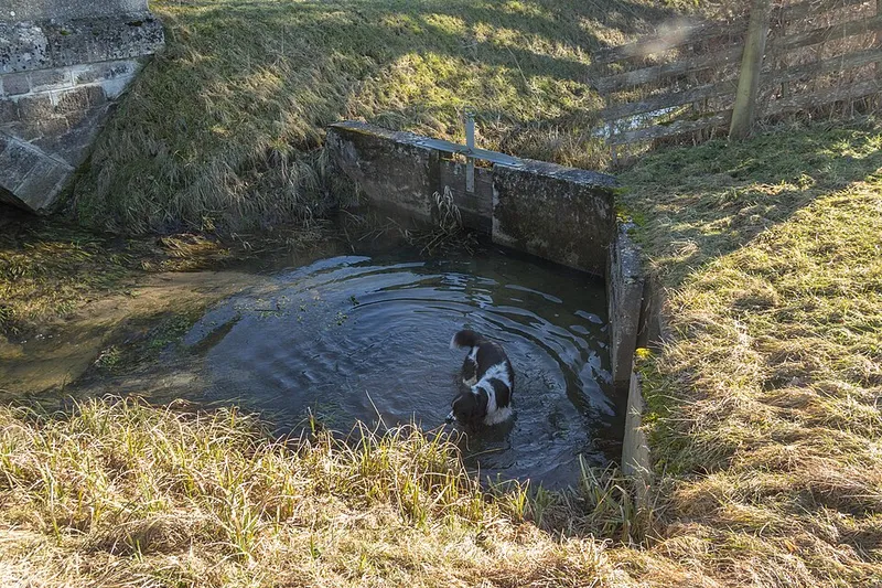 İngiliz Springer Spaniel fotoğraf 7