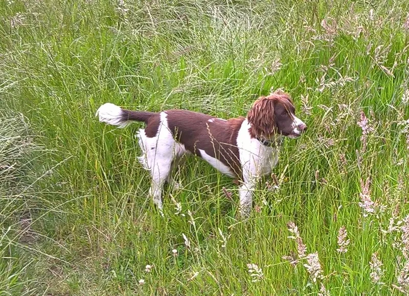 İngiliz Springer Spaniel fotoğraf 8
