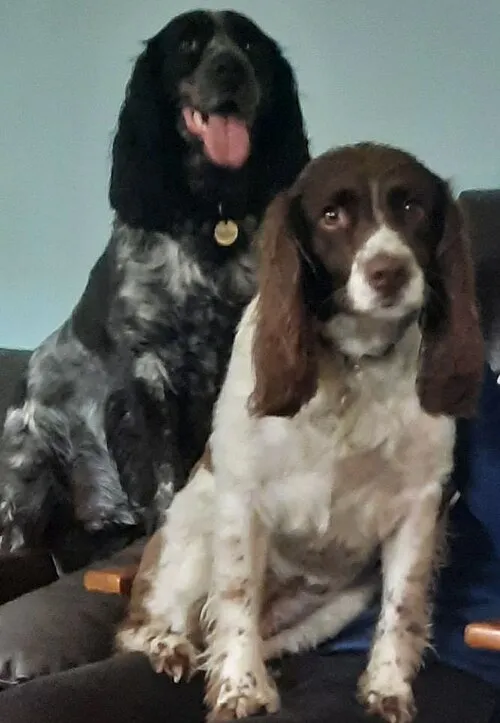 İngiliz Springer Spaniel fotoğraf 9