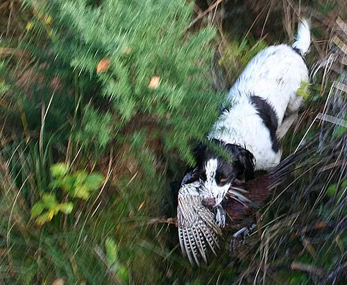İngiliz Springer Spaniel fotoğraf 10