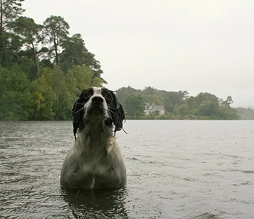 İngiliz Springer Spaniel fotoğraf 11