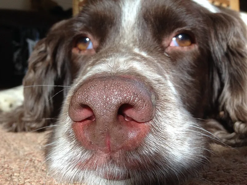İngiliz Springer Spaniel fotoğraf 12