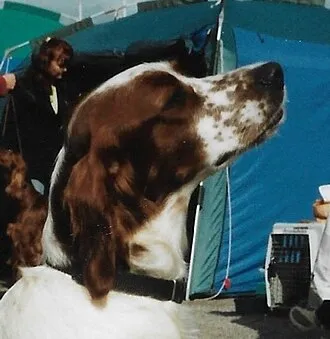 İrlanda Kızıl Beyaz Setter fotoğraf 1