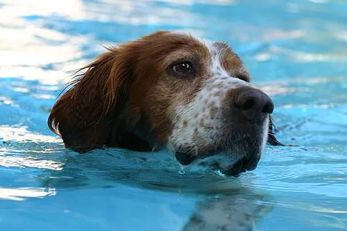 İrlanda Kızıl Beyaz Setter fotoğraf 2