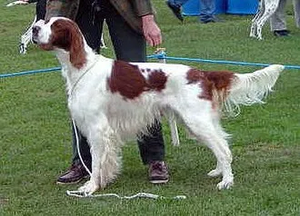 İrlanda Kızıl Beyaz Setter fotoğraf 3