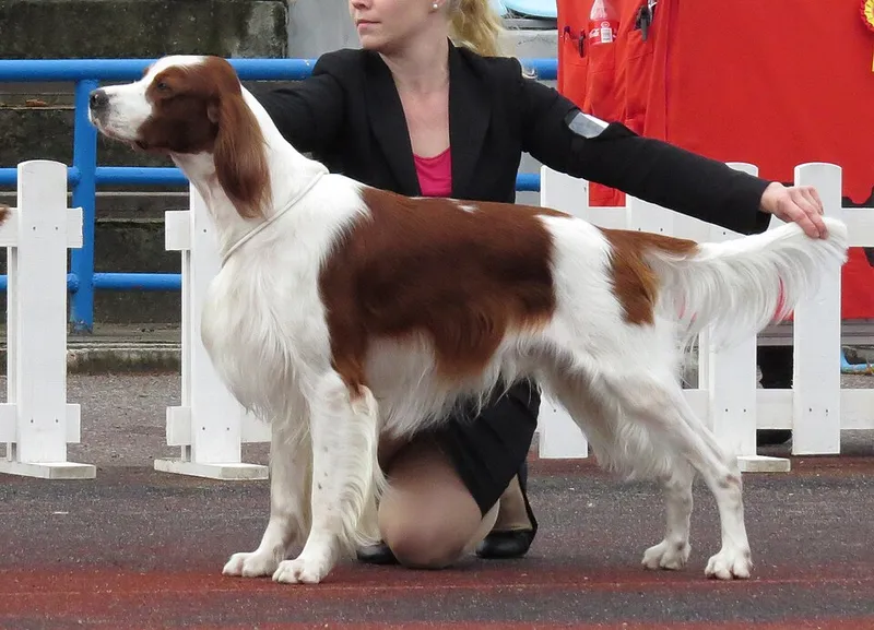 İrlanda Kızıl Beyaz Setter fotoğraf 4