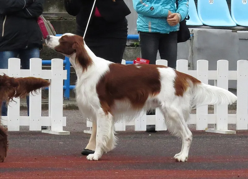 İrlanda Kızıl Beyaz Setter fotoğraf 5
