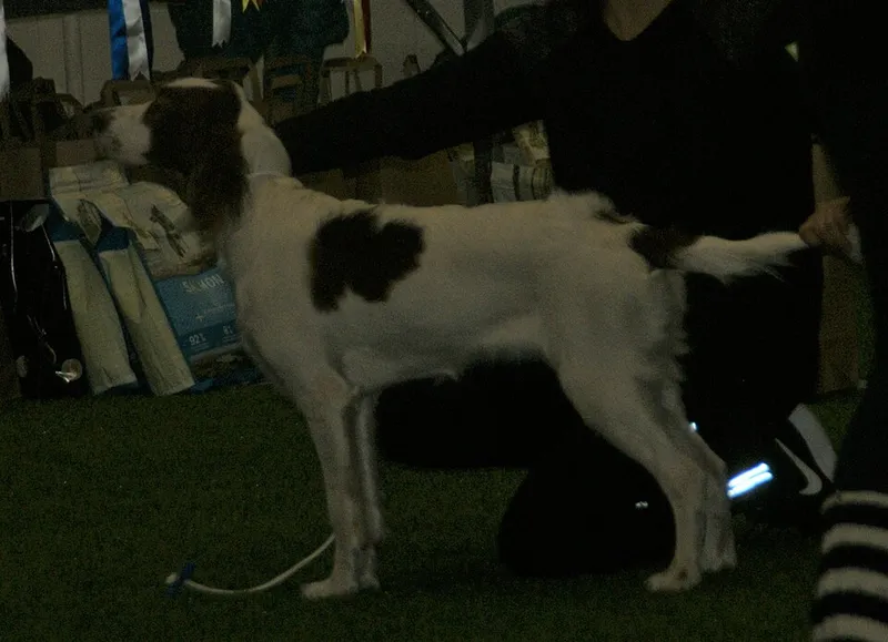 İrlanda Kızıl Beyaz Setter fotoğraf 8