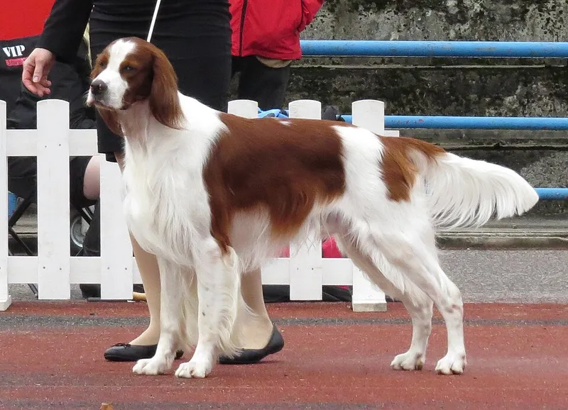 İrlanda Kızıl Beyaz Setter fotoğraf 9