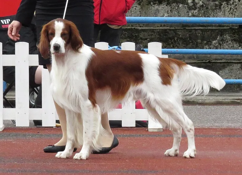 İrlanda Kızıl Beyaz Setter fotoğraf 10