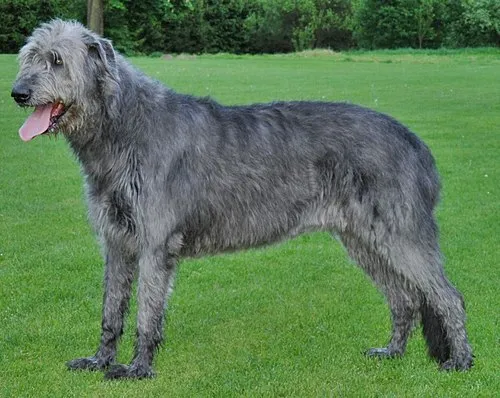İrlanda Kurt Köpeği fotoğraf 1