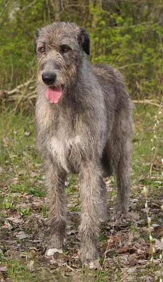 İrlanda Kurt Köpeği fotoğraf 2