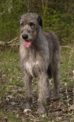 İrlanda Kurt Köpeği fotoğraf 3