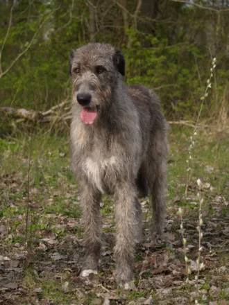 İrlanda Kurt Köpeği fotoğraf 4