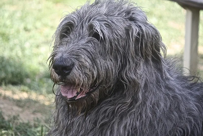 İrlanda Kurt Köpeği fotoğraf 6