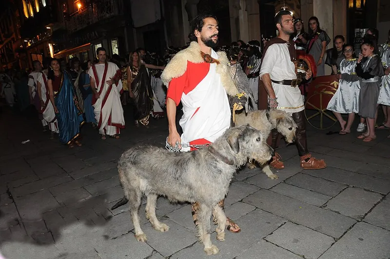 İrlanda Kurt Köpeği fotoğraf 7