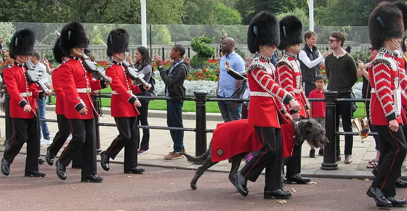 İrlanda Kurt Köpeği fotoğraf 8