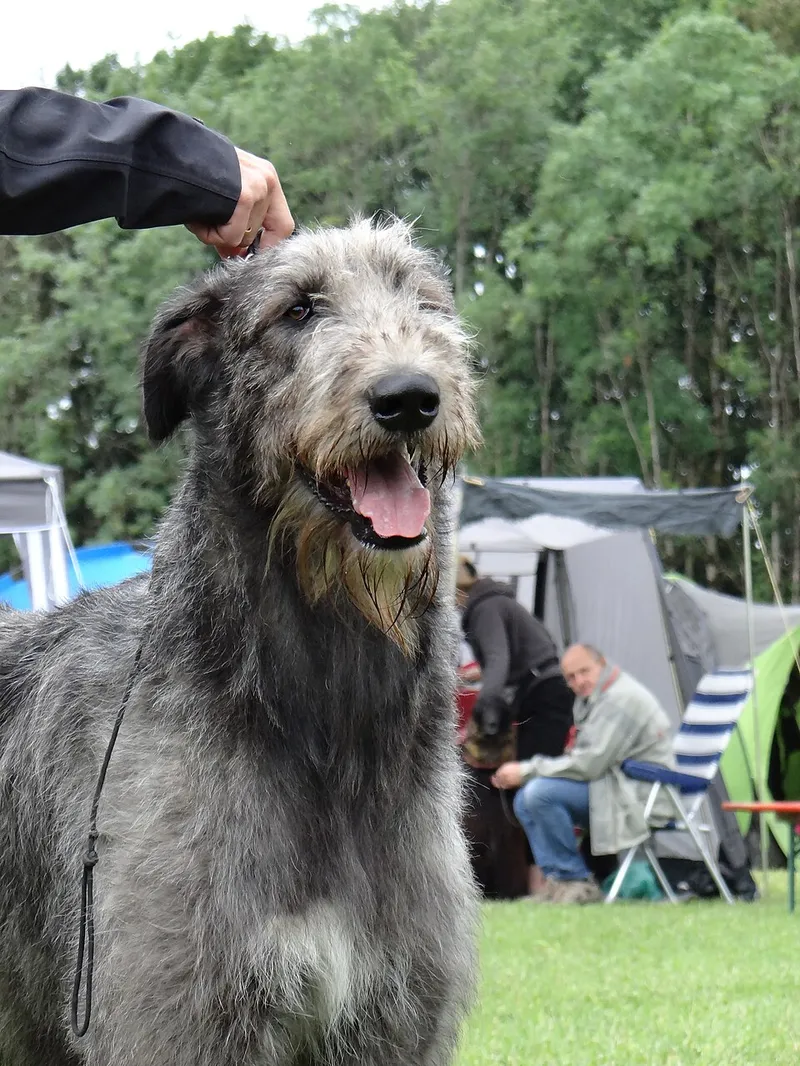 İrlanda Kurt Köpeği fotoğraf 9