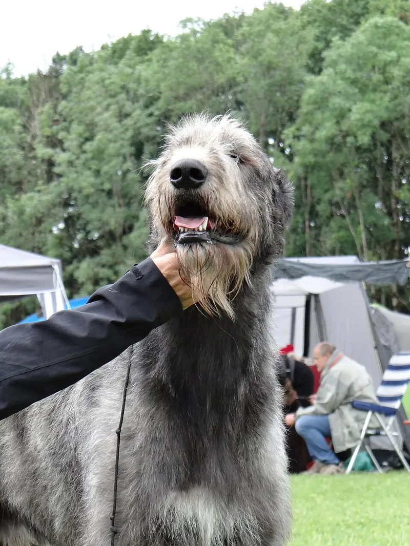 İrlanda Kurt Köpeği fotoğraf 10