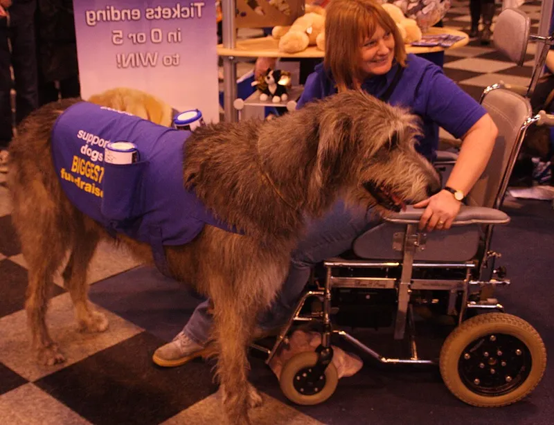 İrlanda Kurt Köpeği fotoğraf 12