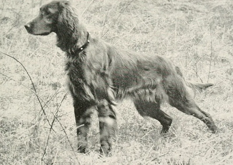 İrlanda Setter fotoğraf 2
